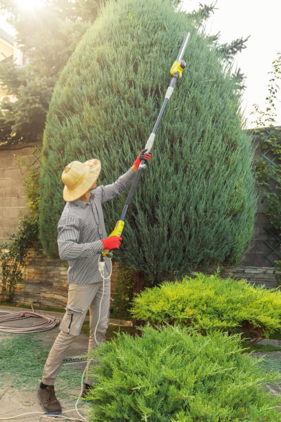 Trusted Penryn, CA  Tree Services Experts